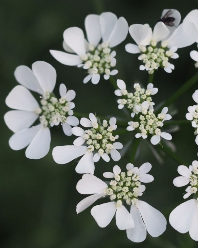 Koudekiemers zaaien in de winter: zo werkt het