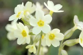 Zaden bestellen voor natte en droge plekken (wadi)