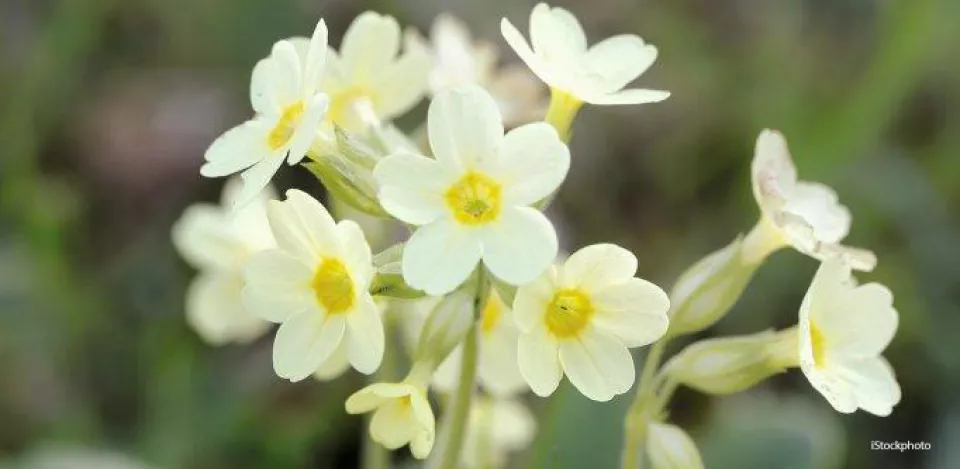 Afbeelding Zaden bestellen voor natte en droge plekken (wadi)