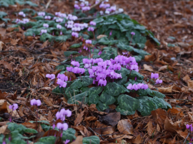 Met deze 7 planten zorg je voor een kleurrijke wintertuin