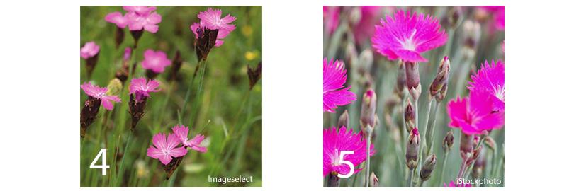 Zaden bestellen voor geveltuintjes en boomspiegels