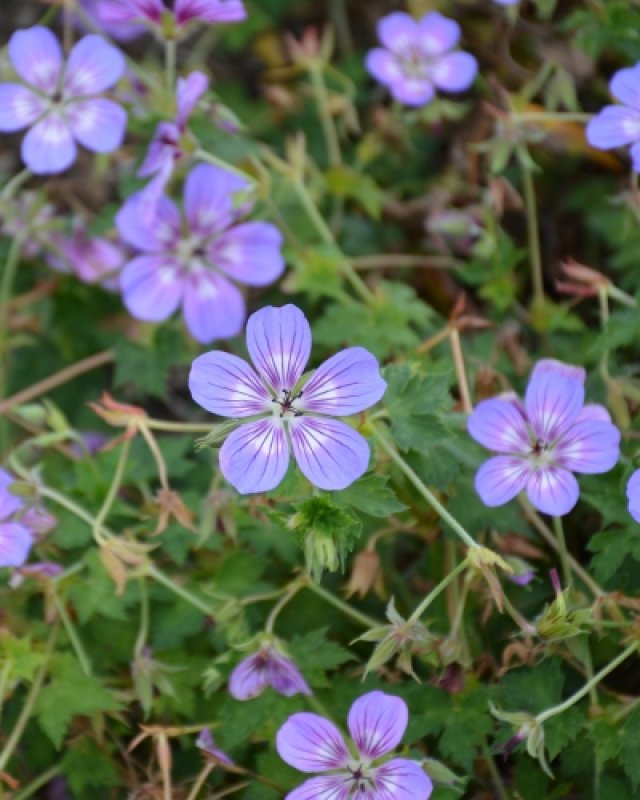 De beste langbloeiende geraniums voor border en pot