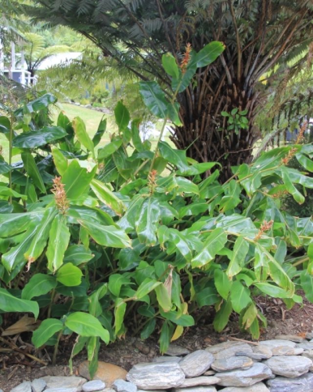 De beste winterharde jungleplanten voor je tuin