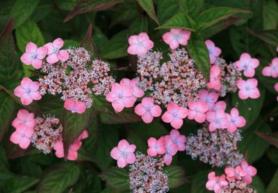 De 10 beste hortensia’s voor je tuin
