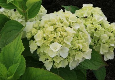 De 10 beste hortensia’s voor je tuin