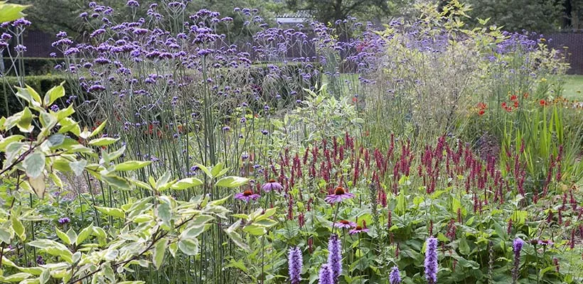 Beplantingsplan voor een vlinderborder