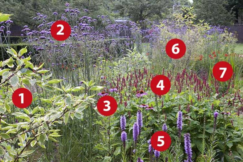 Beplantingsplan voor een vlinderborder