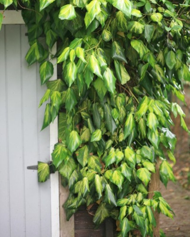 De beste klimopsoorten voor een duurzame tuin