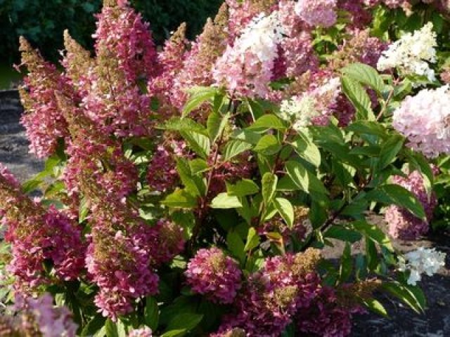 De pluimhortensia: 7 betrouwbare soorten voor elke tuin