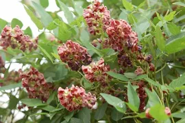 Zelf biologische Amerikaanse aardnoot kweken