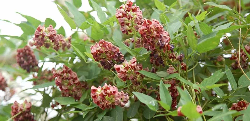 Afbeelding Zelf biologische Amerikaanse aardnoot kweken