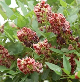 Zelf biologische Amerikaanse aardnoot kweken