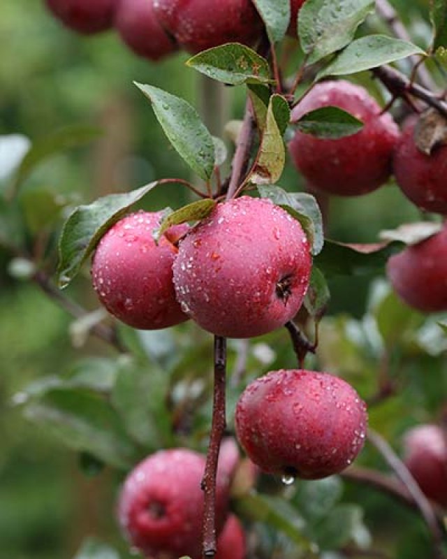 De beste planten voor een kleine eetbare bostuin