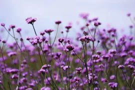 Verbena, Scabiosa en meer; zaden bestellen