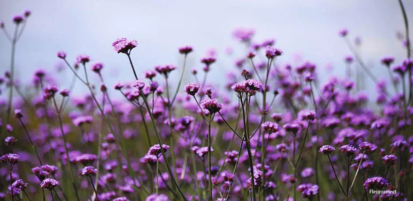 Verbena, Scabiosa en meer; zaden bestellen
