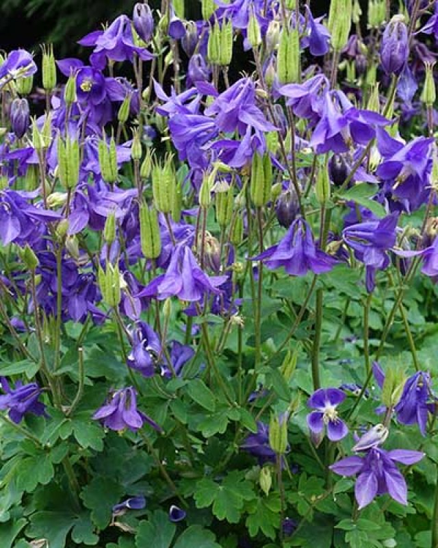 Slakken in de tuin? Kies voor planten die ze liever links laten liggen