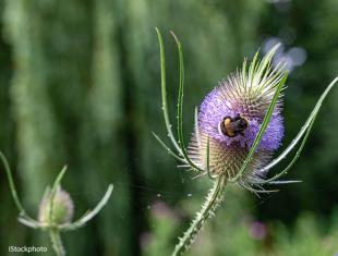 Zaden bestellen van o.a. kaardebol en muurbloem