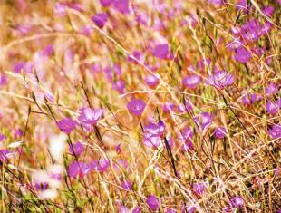 Zaden bestellen van winterharde Orlaya, Clarkia, Rode melde en Echium