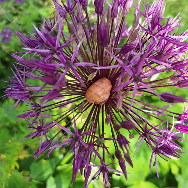Winnaars fotowedstrijd Leven in de tuin