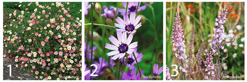 Zaden bestellen voor geveltuintjes en boomspiegels