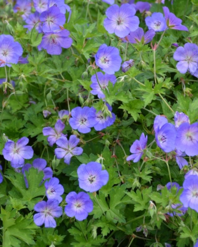 De beste langbloeiende geraniums voor border en pot