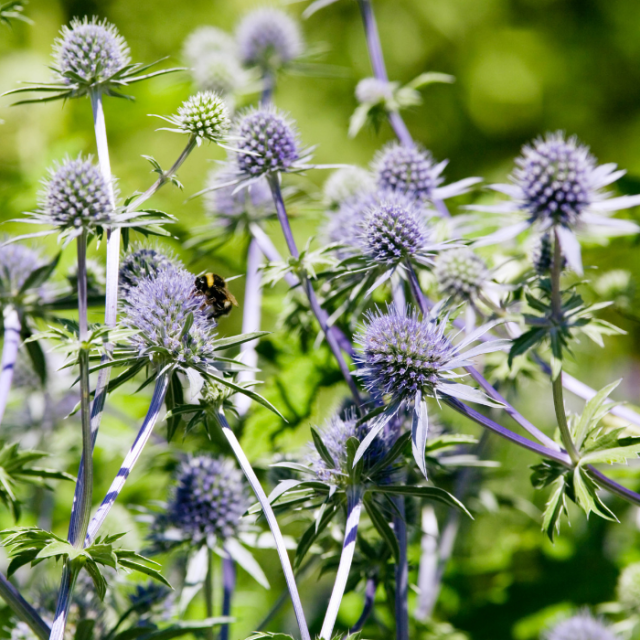 De beste planten voor je dakterras
