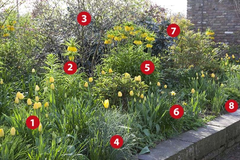 Beplantingsplan voor een voorjaarsborder in geel
