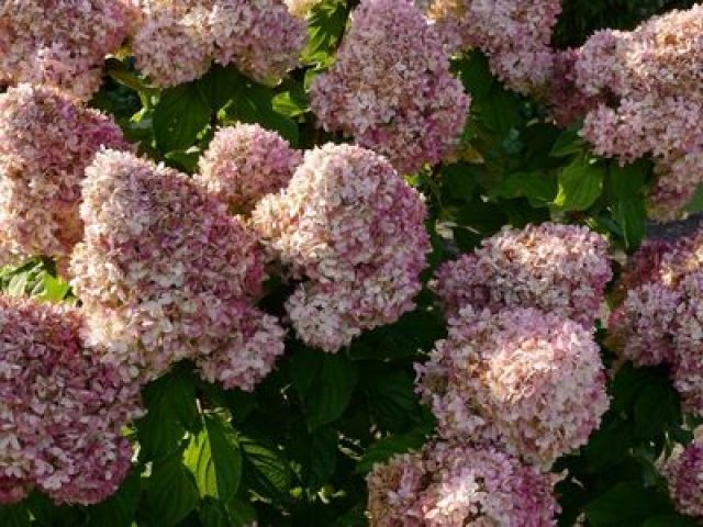 De pluimhortensia: 7 betrouwbare soorten voor elke tuin