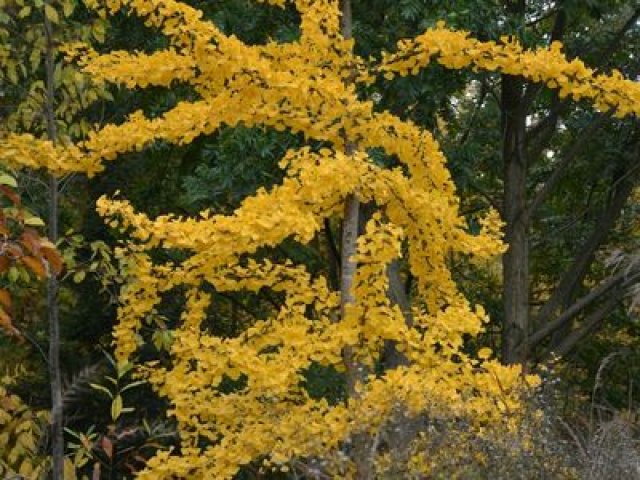 Herfstkleur in de tuin met deze 7 planten
