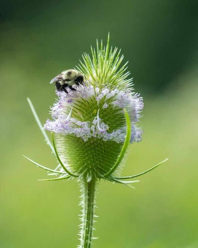 Koudekiemers zaaien in de winter: zo werkt het
