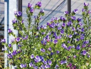 Zaden bestellen van winterharde Orlaya, Clarkia, Rode melde en Echium