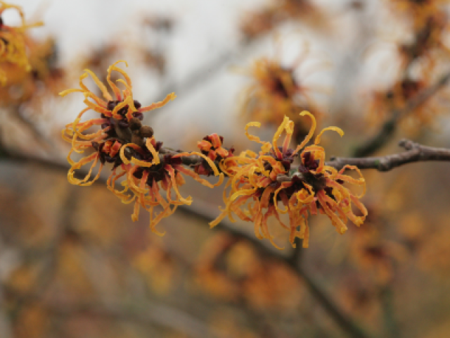 Met deze 7 planten zorg je voor een kleurrijke wintertuin