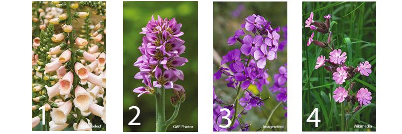 Zaden bestellen voor de schaduwtuin