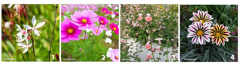 Langbloeiers zaaien en zaden bestellen