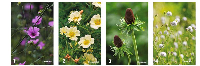 Vaste planten zaaien in juni, juli, augustus en zaden bestellen