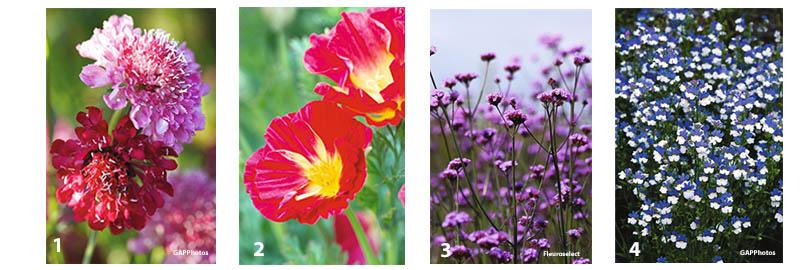 Verbena, Scabiosa en meer; zaden bestellen
