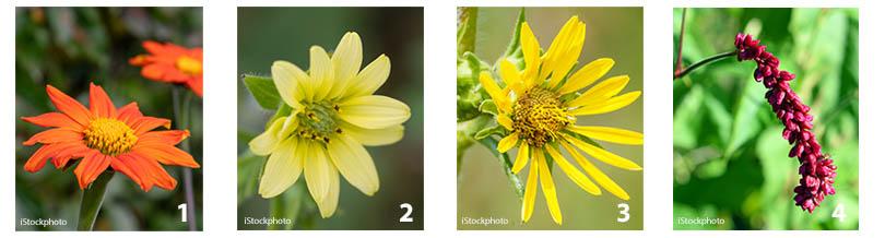 Zelf hoge planten zaaien: Tithonia, Persicaria en Silphium