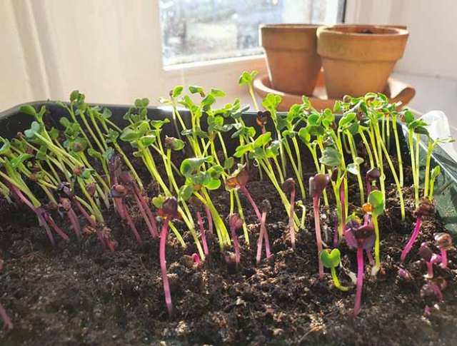 Zelf Aziatische groenten kweken en zaden bestellen