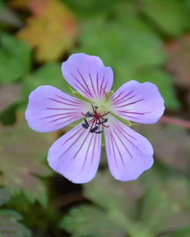 De beste langbloeiende geraniums voor border en pot