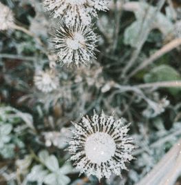 Bevroren uitgebloeide bloemen