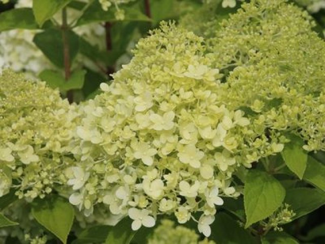 De pluimhortensia: 7 betrouwbare soorten voor elke tuin