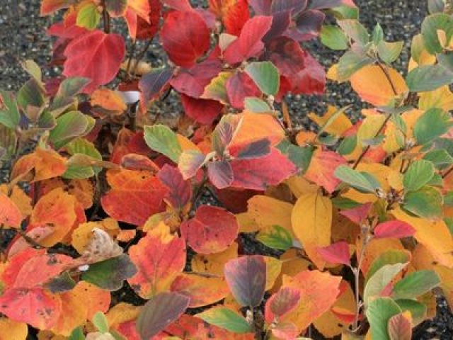 Herfstkleur in de tuin met deze 7 planten