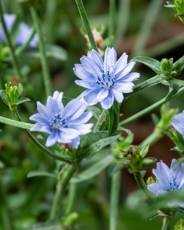 Koudekiemers zaaien in de winter: zo werkt het