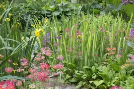 Beplantingsplan: Kleurenpracht op vochtige grond