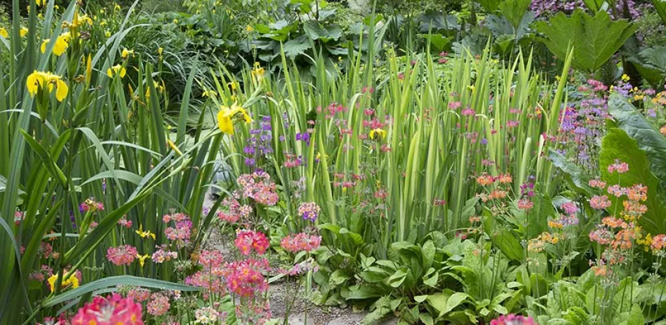 Afbeelding Beplantingsplan: Kleurenpracht op vochtige grond