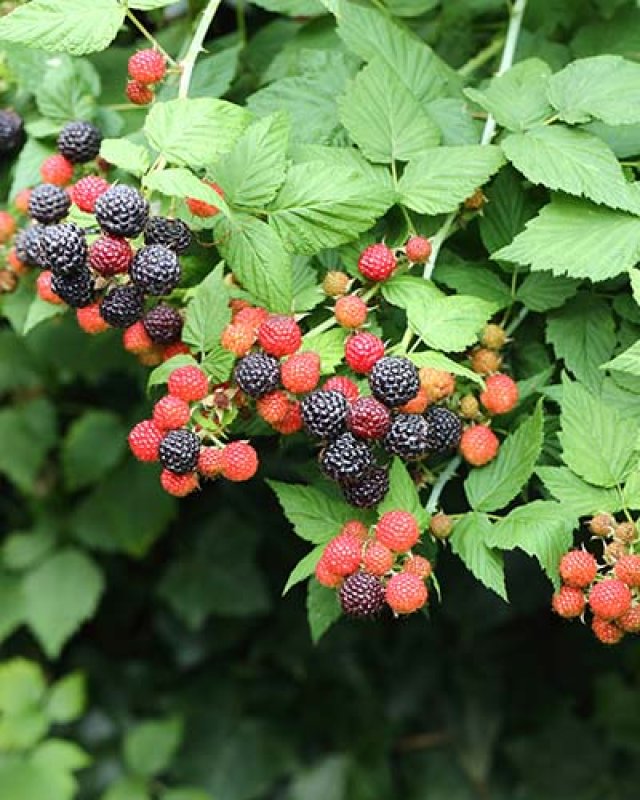 De beste planten voor een kleine eetbare bostuin