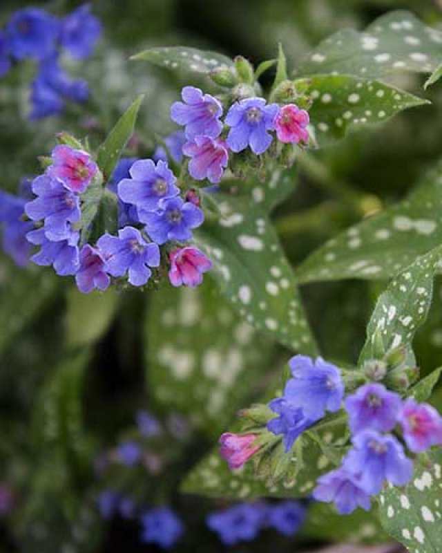 Slakken in de tuin? Kies voor planten die ze liever links laten liggen