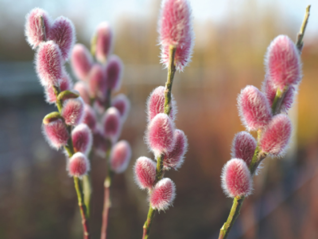 Met deze 7 planten zorg je voor een kleurrijke wintertuin