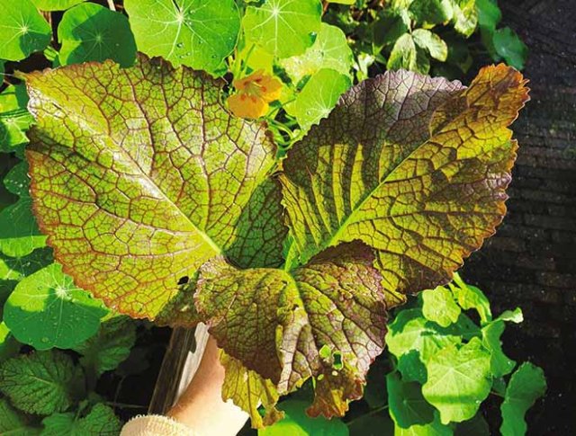 Zelf Aziatische groenten kweken en zaden bestellen