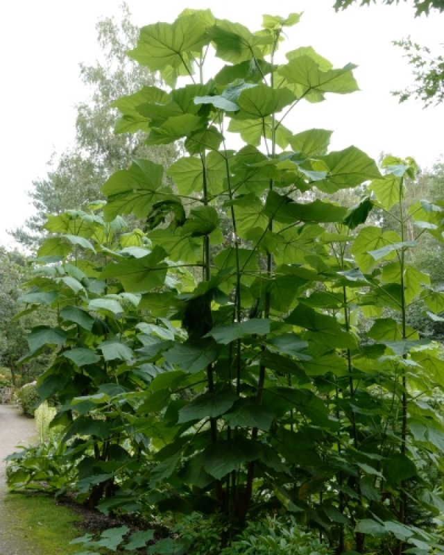 De beste winterharde jungleplanten voor je tuin